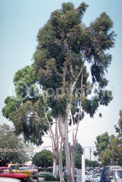 White blooms; Evergreen; Broadleaf