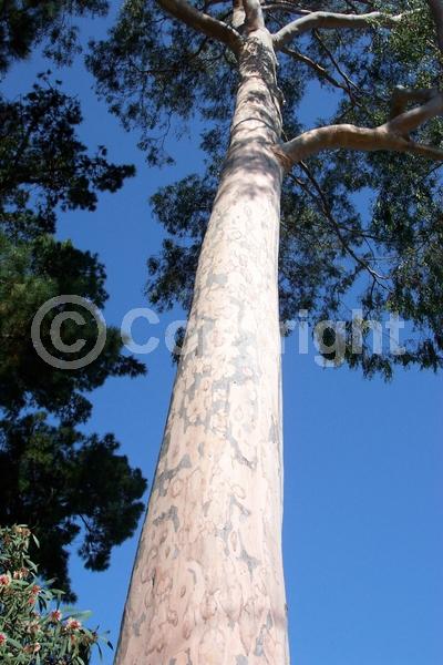 White blooms; Evergreen; Broadleaf