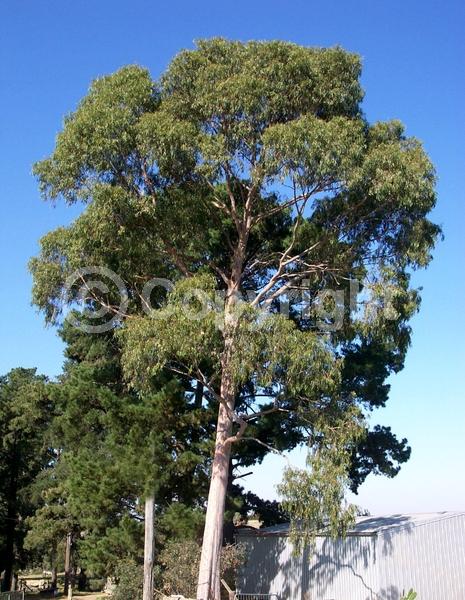 White blooms; Evergreen; Broadleaf