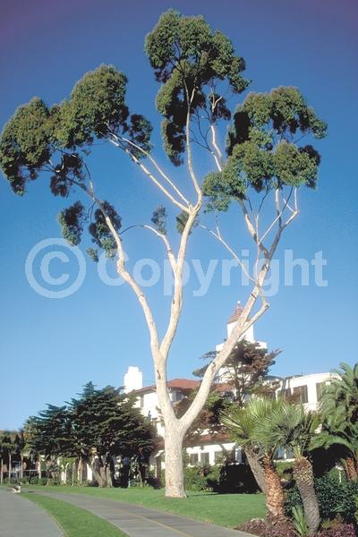 White blooms; Evergreen; Broadleaf