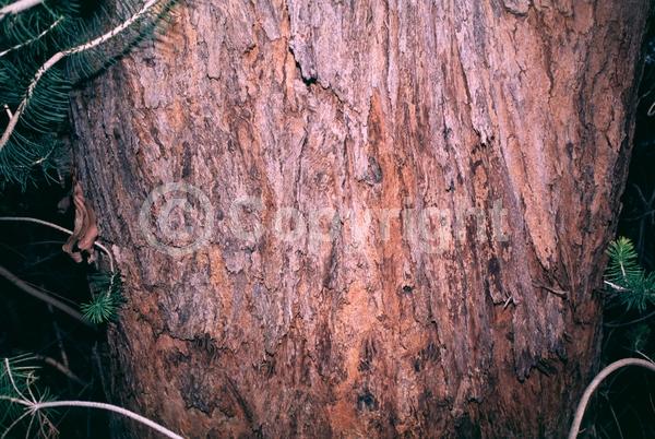 White blooms; Evergreen; Broadleaf