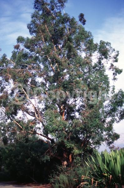 White blooms; Evergreen; Broadleaf