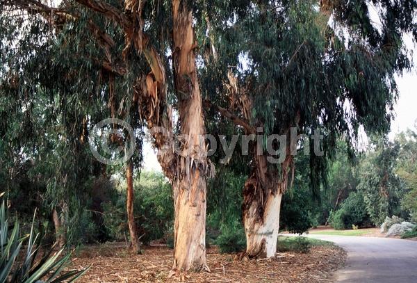 White blooms; Evergreen; Broadleaf