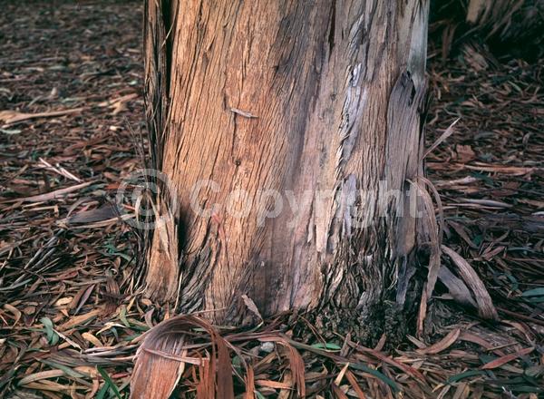 White blooms; Evergreen; Broadleaf