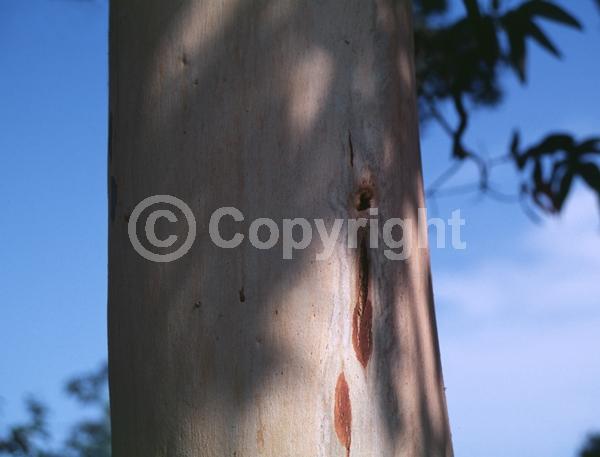 White blooms; Evergreen; Broadleaf