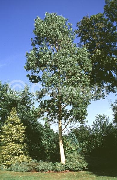 White blooms; Evergreen; Broadleaf