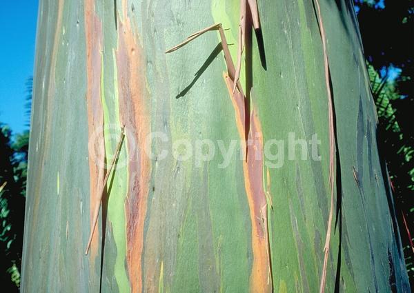 White blooms; Evergreen; Broadleaf