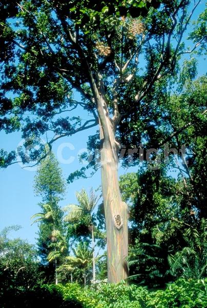 White blooms; Evergreen; Broadleaf
