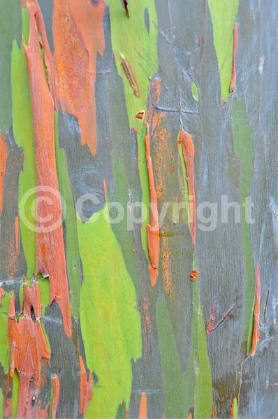 White blooms; Evergreen; Broadleaf