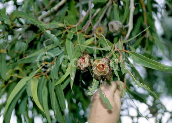 Yellow blooms; Evergreen; Broadleaf