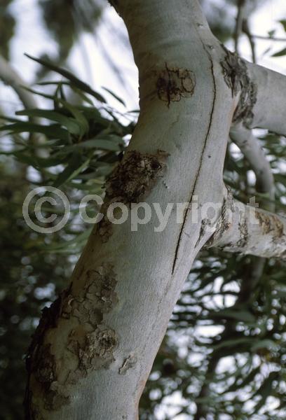 Yellow blooms; Evergreen; Broadleaf