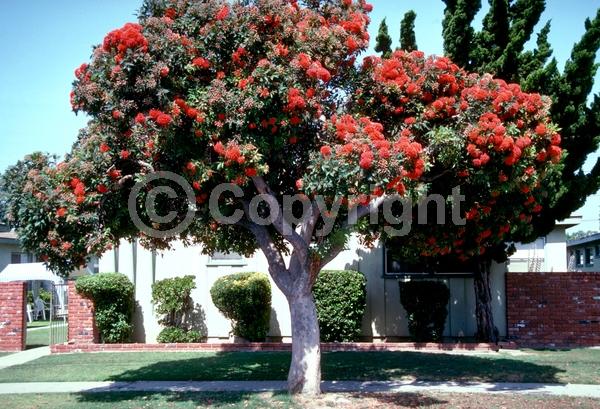 Red blooms; Pink blooms; Evergreen; Broadleaf