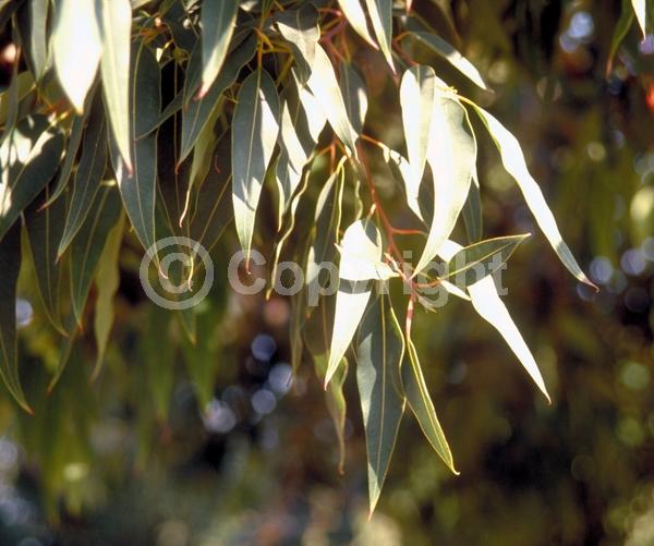 Red blooms; Pink blooms; Evergreen; Broadleaf