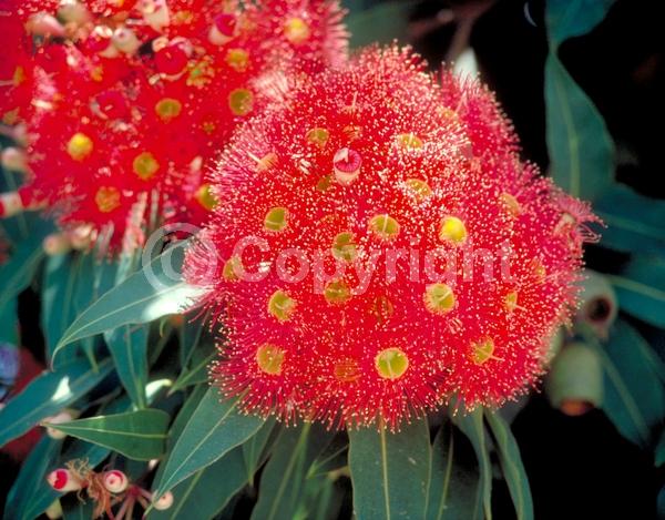 Red blooms; Pink blooms; Evergreen; Broadleaf