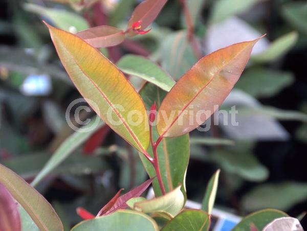 Red blooms; Pink blooms; Evergreen; Broadleaf