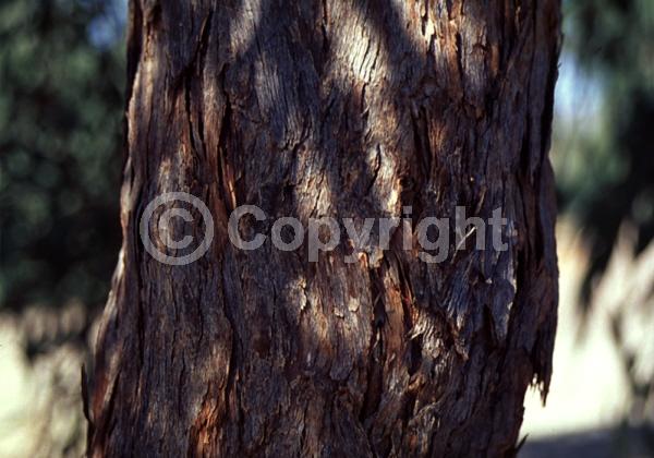 White blooms; Evergreen; Broadleaf