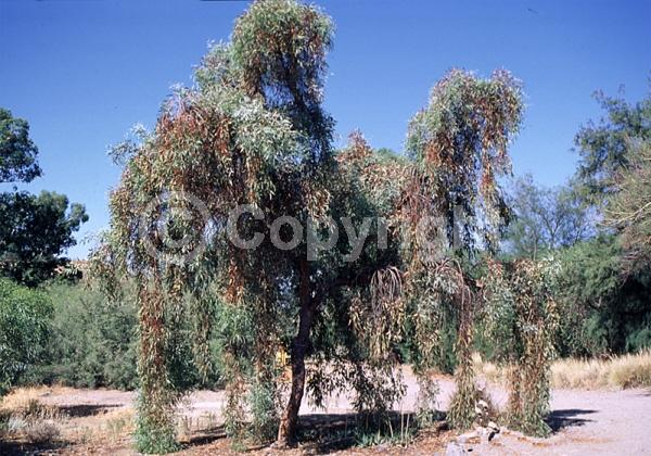 White blooms; Evergreen; Broadleaf