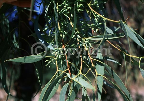 White blooms; Evergreen; Broadleaf