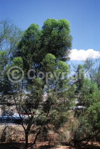 White blooms; Evergreen; Broadleaf