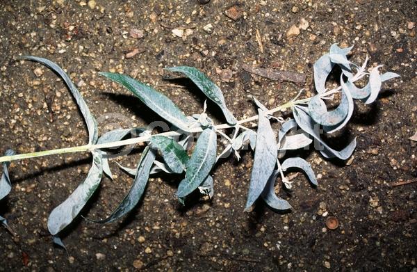 White blooms; Evergreen; Broadleaf