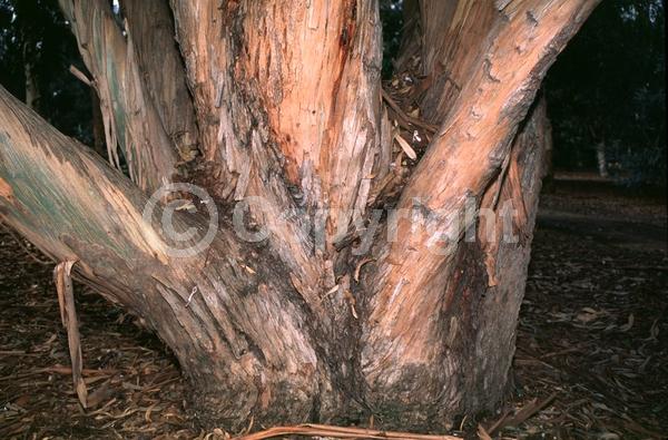 White blooms; Evergreen; Broadleaf