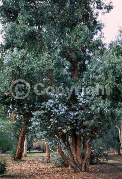 White blooms; Evergreen; Broadleaf