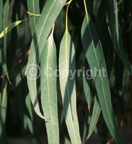 White blooms; Evergreen; Broadleaf