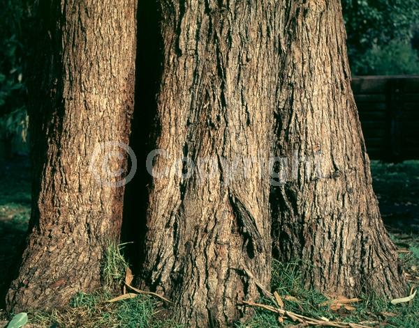 White blooms; Evergreen; Broadleaf