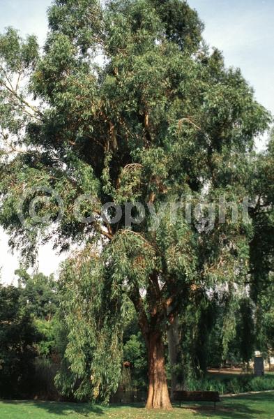 White blooms; Evergreen; Broadleaf