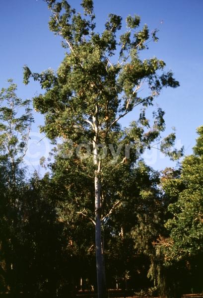 White blooms; Evergreen