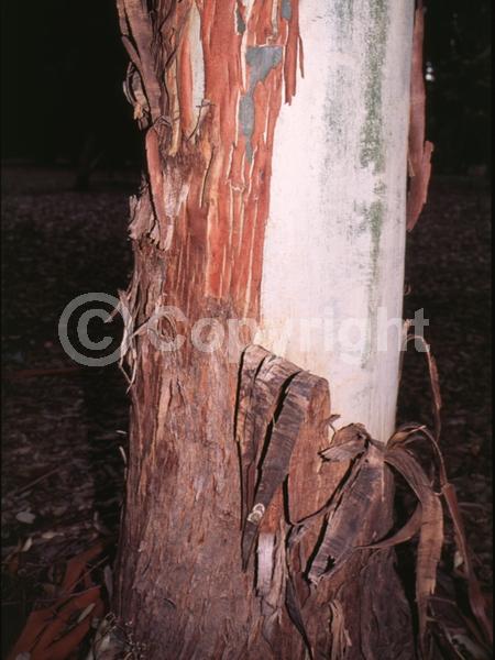 White blooms; Evergreen