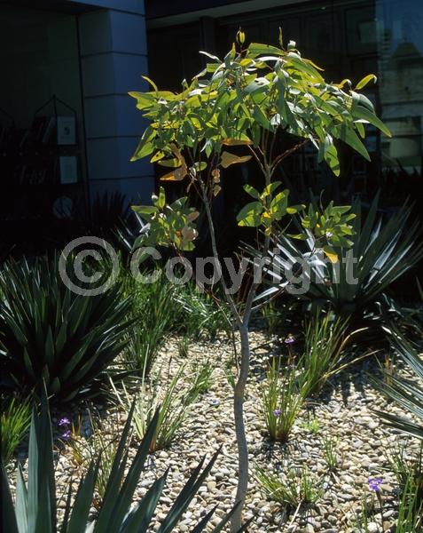 White blooms; Evergreen; Broadleaf
