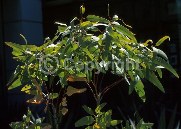White blooms; Evergreen; Broadleaf