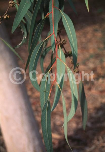 White blooms; Evergreen; Broadleaf