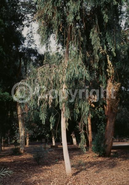 White blooms; Evergreen; Broadleaf