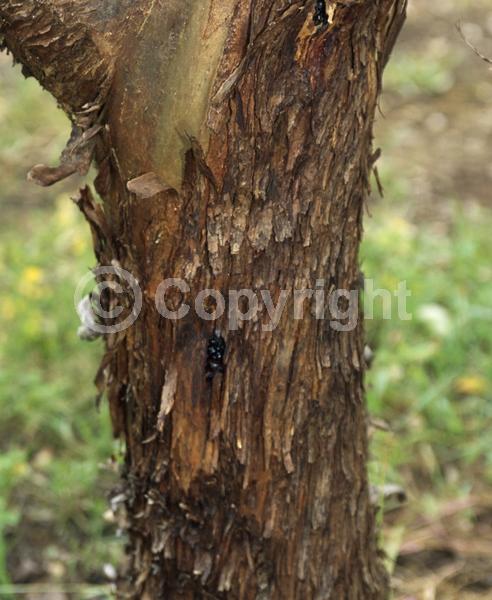 Yellow blooms; Green blooms; Evergreen; Broadleaf