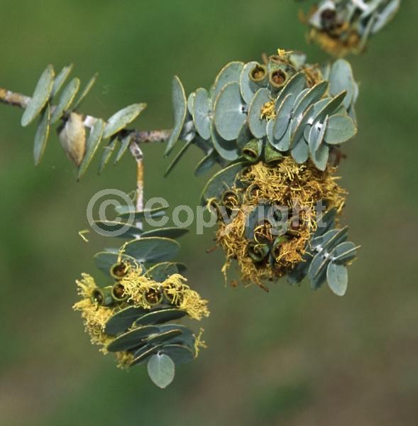 Yellow blooms; Green blooms; Evergreen; Broadleaf