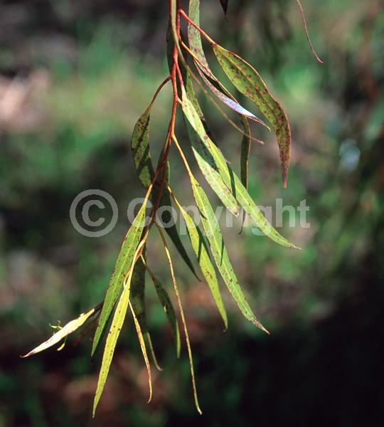 Red blooms; Evergreen; Broadleaf