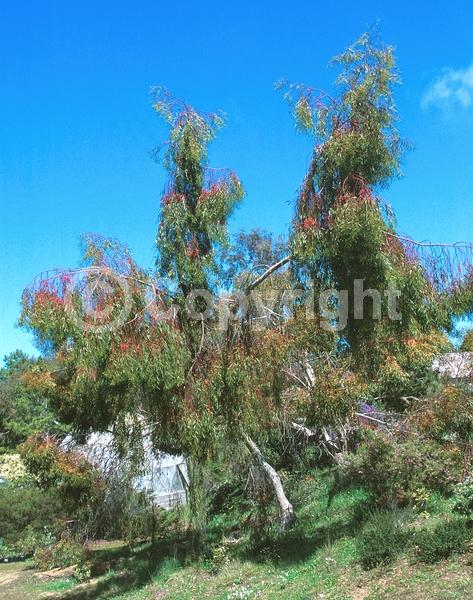 Red blooms; Evergreen; Broadleaf
