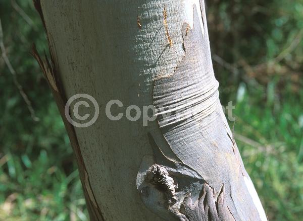 Red blooms; Evergreen; Broadleaf