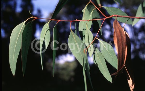 White blooms; Evergreen; Broadleaf