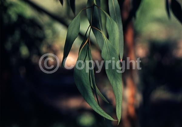 Red blooms; Evergreen; Broadleaf