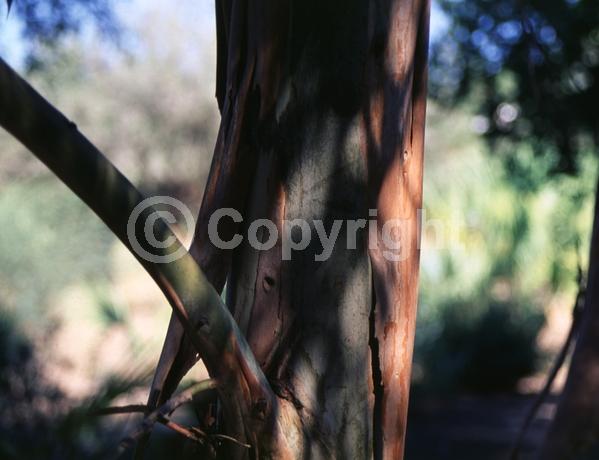 Red blooms; Evergreen; Broadleaf