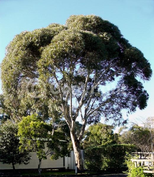 Red blooms; Evergreen; Broadleaf
