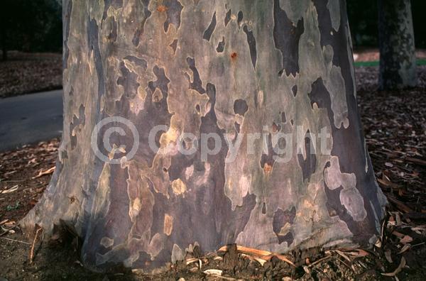 White blooms; Evergreen