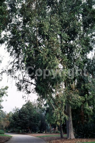 White blooms; Evergreen