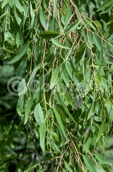 White blooms; Evergreen; Broadleaf