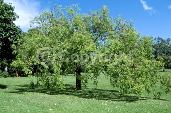 White blooms; Evergreen; Broadleaf