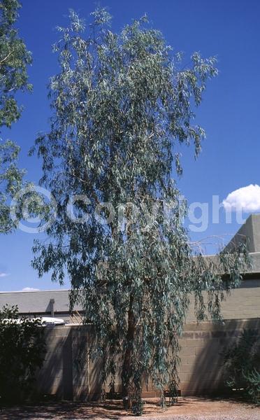 White blooms; Evergreen; Broadleaf
