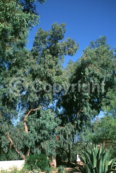 White blooms; Evergreen; Broadleaf